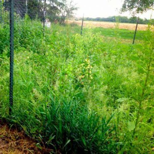 DIY Nontoxic Weed Killer